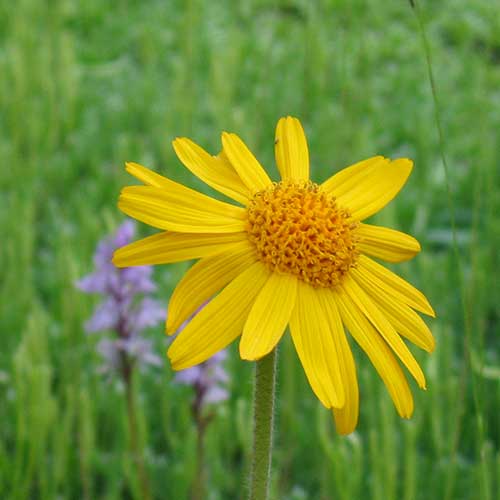 Arnikablüte